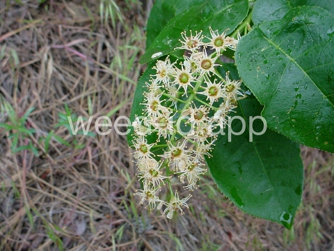 chokecherry, common